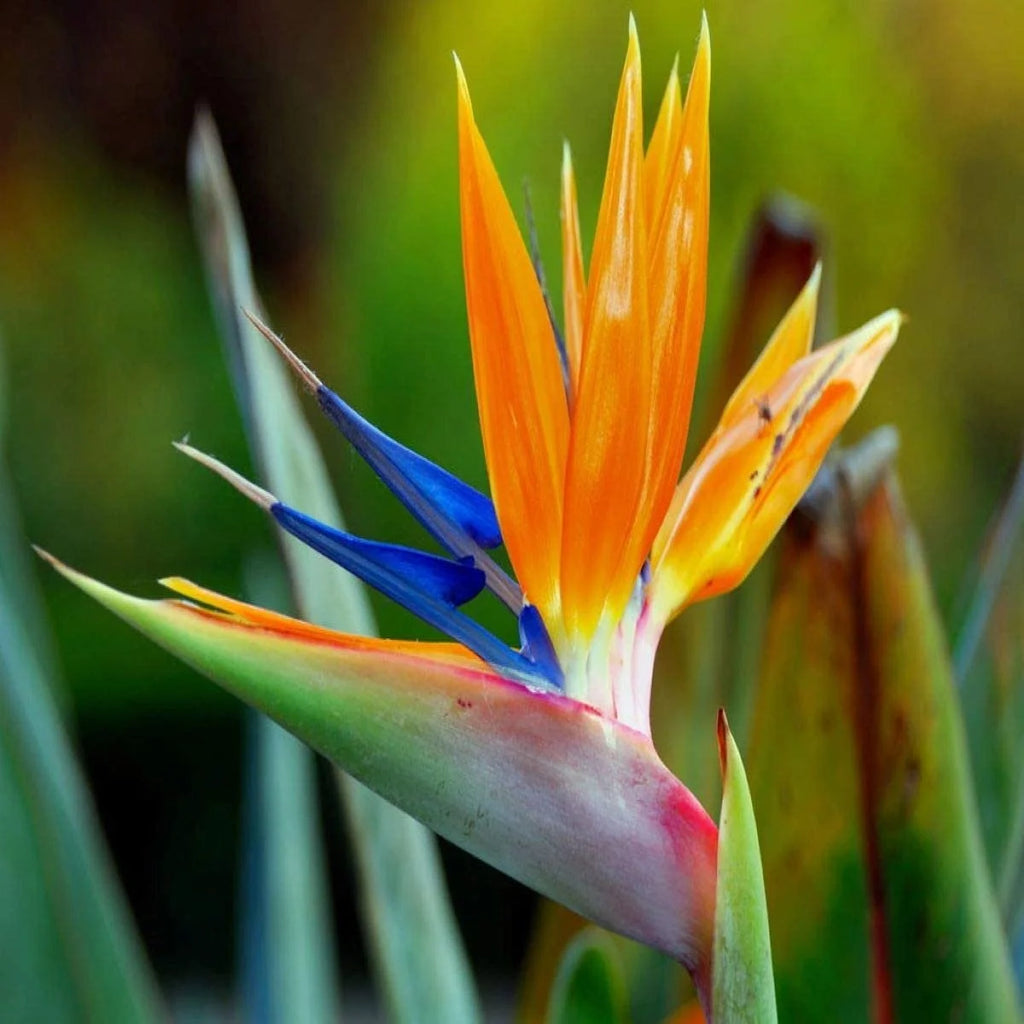 Birds of Paradise Fragrance Oil 4 oz Bottle B266906