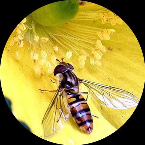 Student Forward Binocular Stereo Microscope 20X-30X-40X-60X C885586
