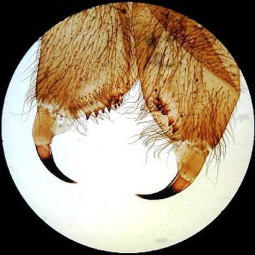 Student Forward Binocular Stereo Microscope 20X-30X-40X-60X C885586